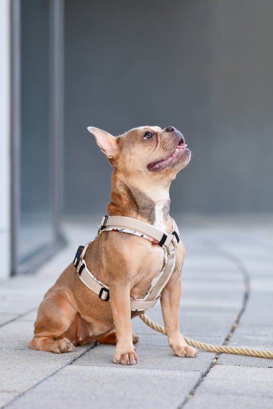 French Bulldog with dog harness