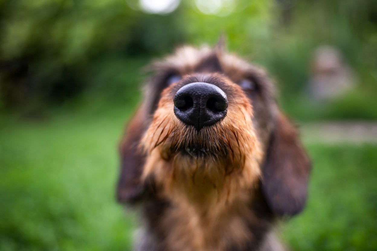  Close-up of a Dog's Nose