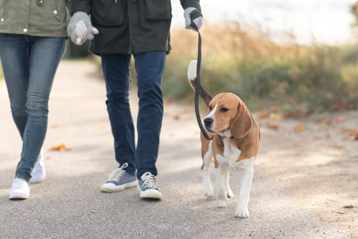 Couple Walking with Dog on Leash 