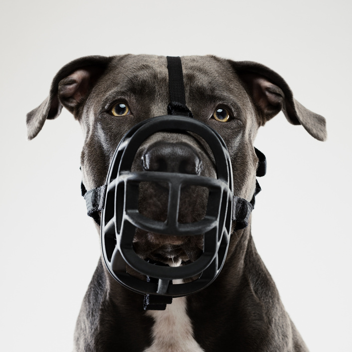 Pit bull dog posing with muzzle