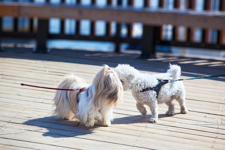 Dogs meeting